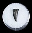 Cretaceous Crocodile Tooth From Maryland #3714-1